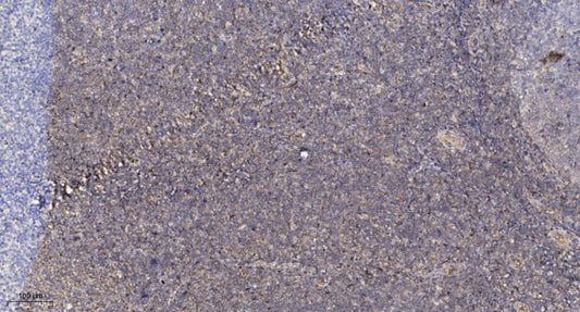 COX82 Rabbit Polyclonal Antibody