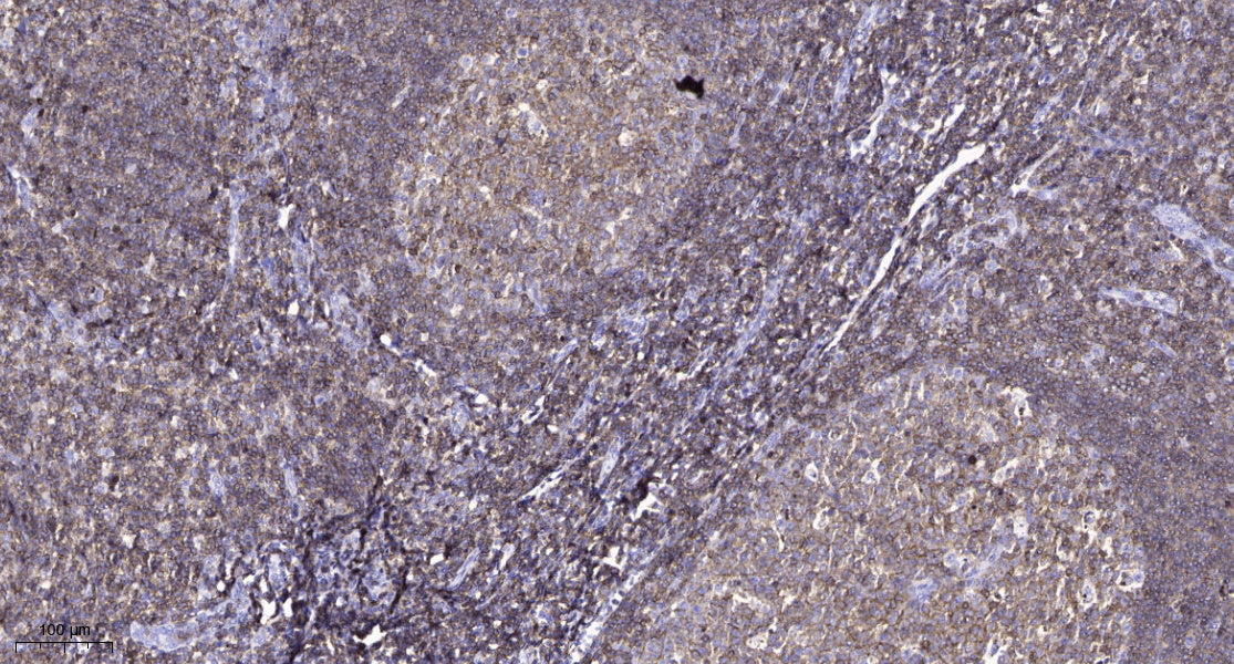 CPO Rabbit Polyclonal Antibody