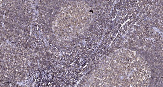 CPO Rabbit Polyclonal Antibody