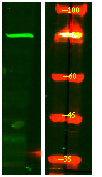 CPZ Rabbit Polyclonal Antibody