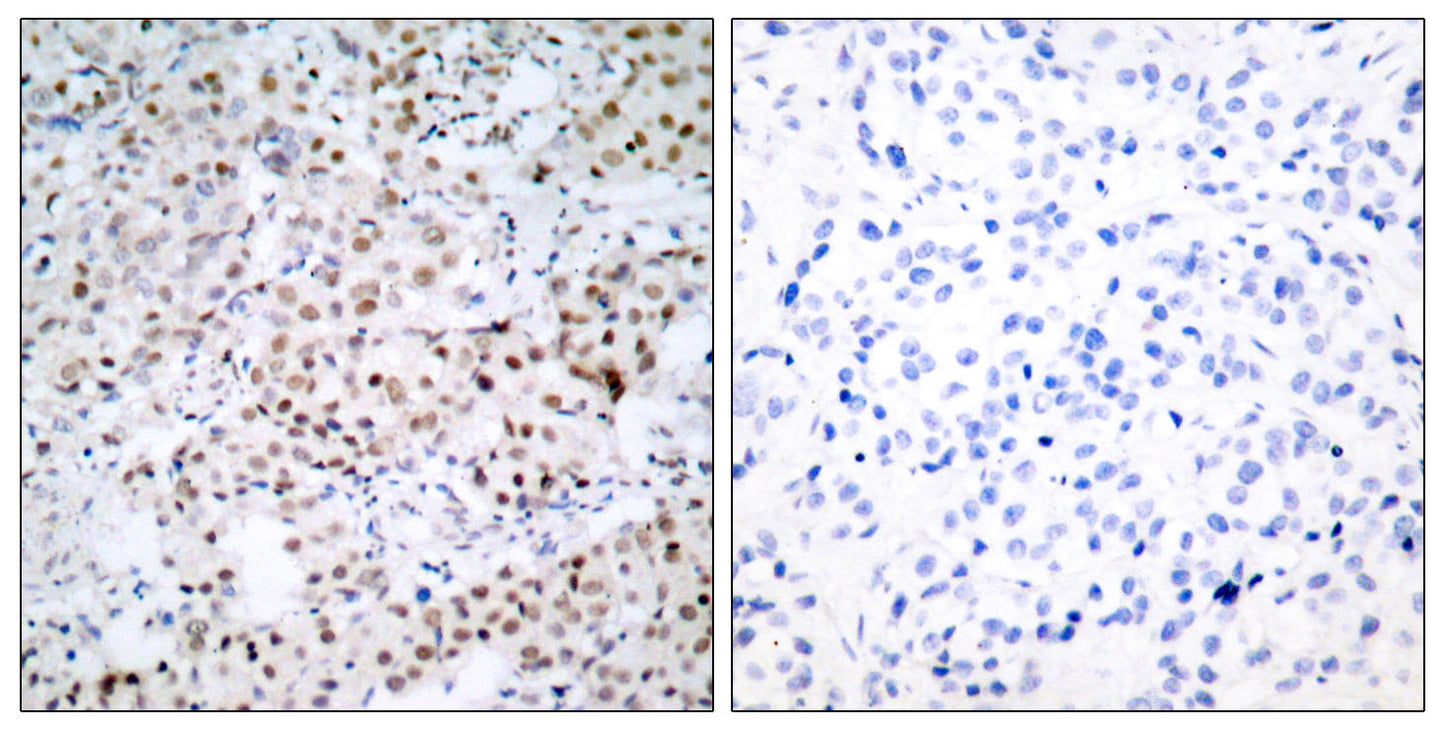 CREB-1 Rabbit Polyclonal Antibody