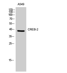 CREB-2 Rabbit Polyclonal Antibody