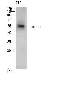 CREB3 Rabbit Polyclonal Antibody