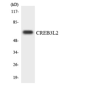 CREB3L2 Rabbit Polyclonal Antibody
