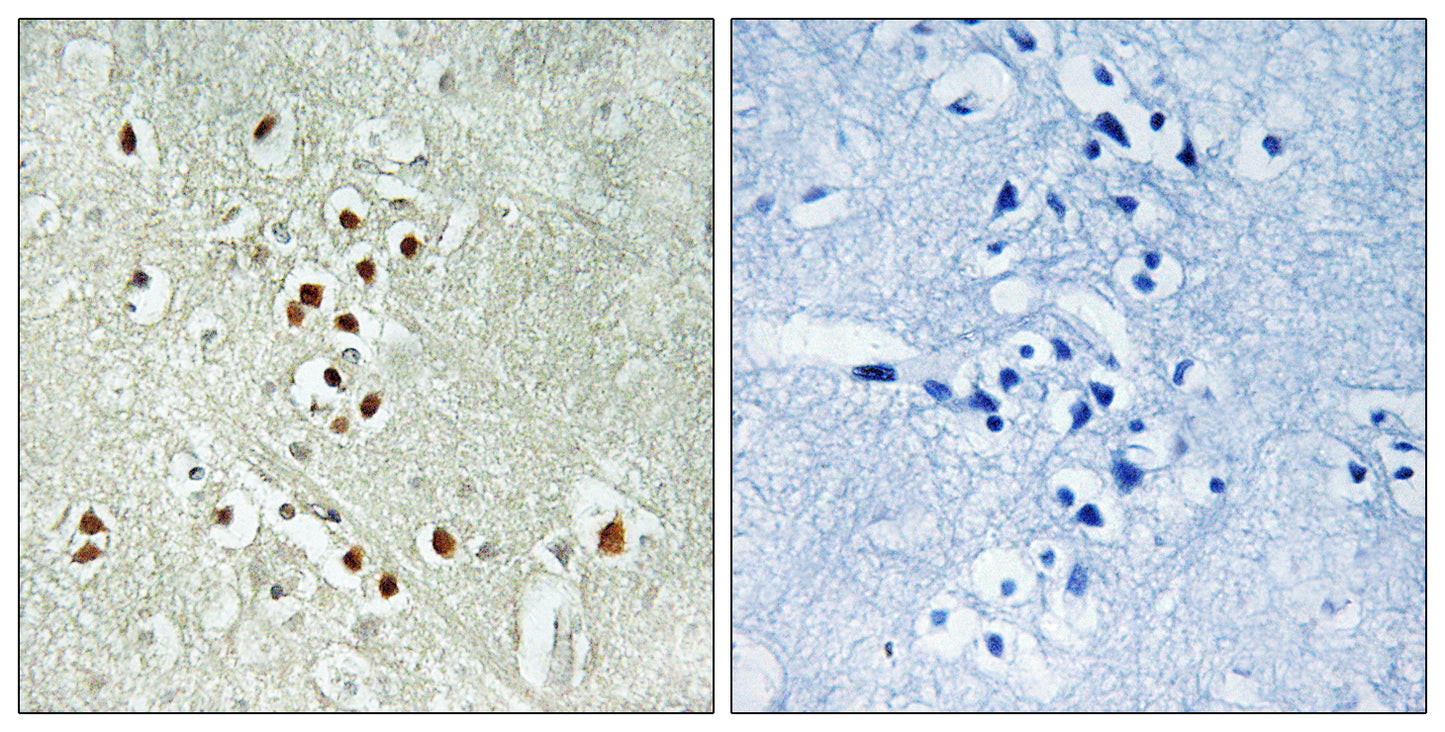 CRIF1 Rabbit Polyclonal Antibody