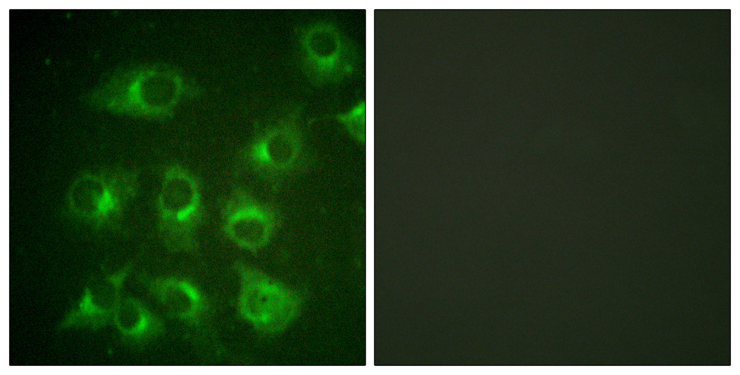 Crk II Rabbit Polyclonal Antibody