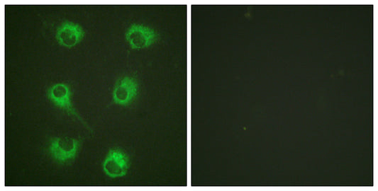 Crk-L Rabbit Polyclonal Antibody