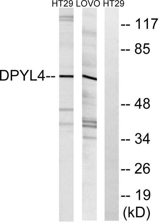 CRMP-3 Rabbit Polyclonal Antibody