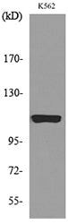 Cryopyrin Rabbit Polyclonal Antibody