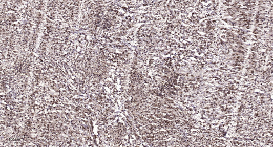 CSB Rabbit Polyclonal Antibody