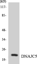 CSP Rabbit Polyclonal Antibody