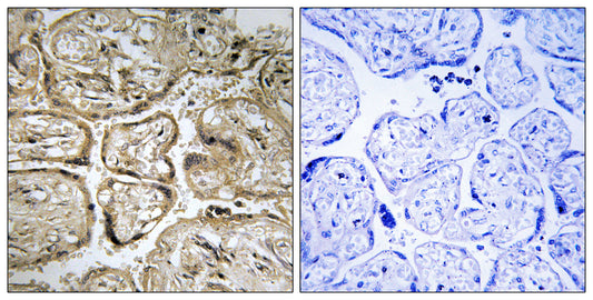 CST9L Rabbit Polyclonal Antibody