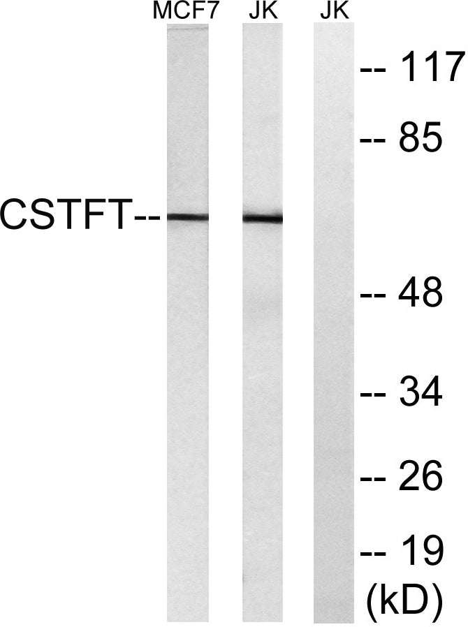 CstF-64T Rabbit Polyclonal Antibody