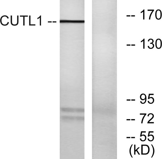 CUX1 Rabbit Polyclonal Antibody
