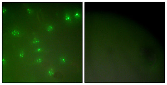 Cyclin A Rabbit Polyclonal Antibody