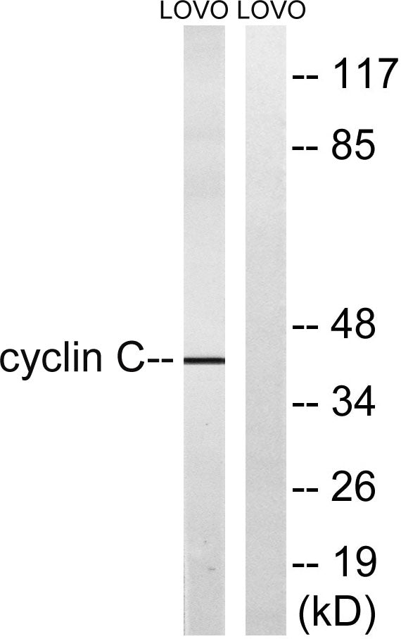 Cyclin C Rabbit Polyclonal Antibody