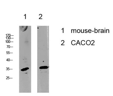 Cyclin C Rabbit Polyclonal Antibody