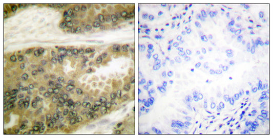 Cyclin D3 Rabbit Polyclonal Antibody
