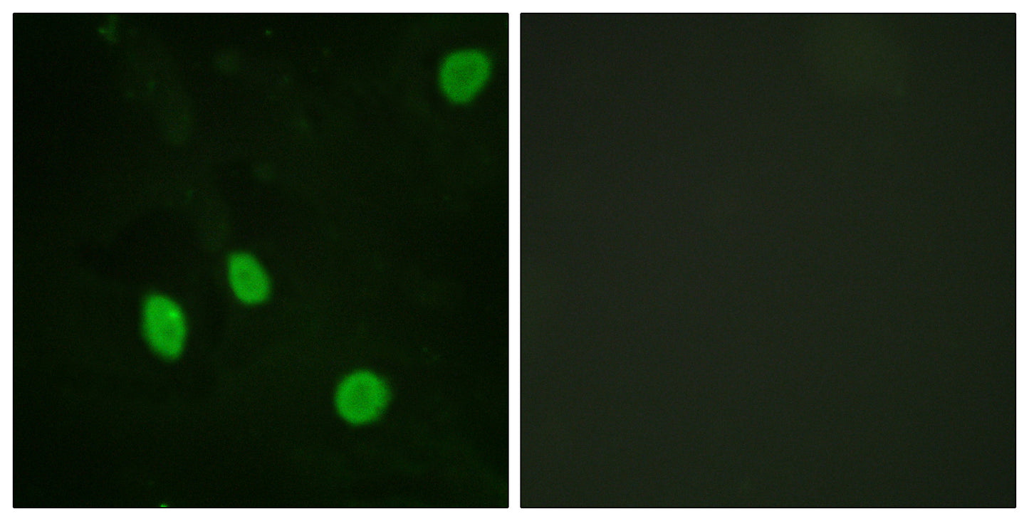 Cyclin H Rabbit Polyclonal Antibody