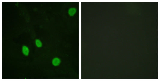 Cyclin H Rabbit Polyclonal Antibody