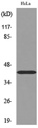 Cyclophilin D Rabbit Polyclonal Antibody