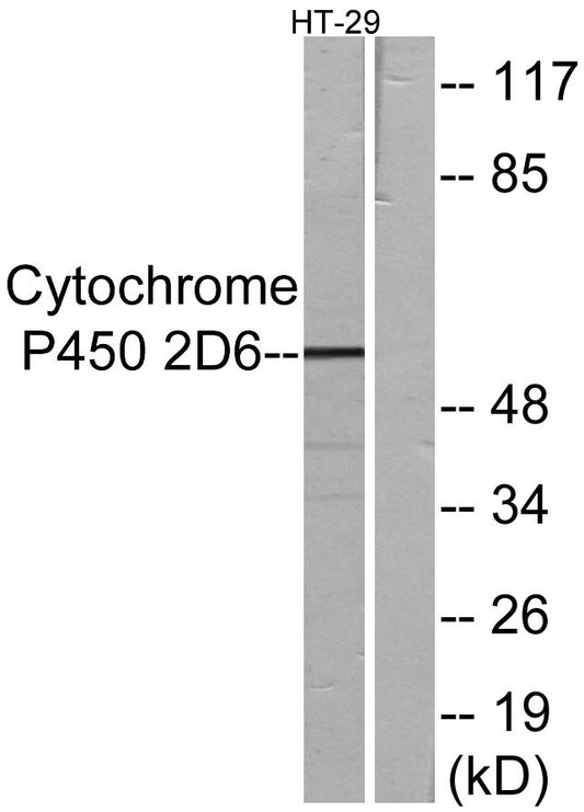 CYP2D6 Rabbit Polyclonal Antibody