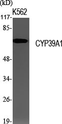 CYP39A1 Rabbit Polyclonal Antibody