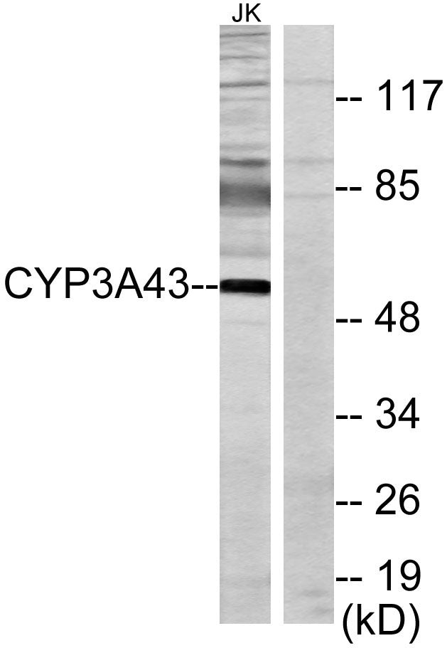 CYP3A43 Rabbit Polyclonal Antibody