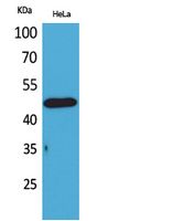 D3DR Rabbit Polyclonal Antibody