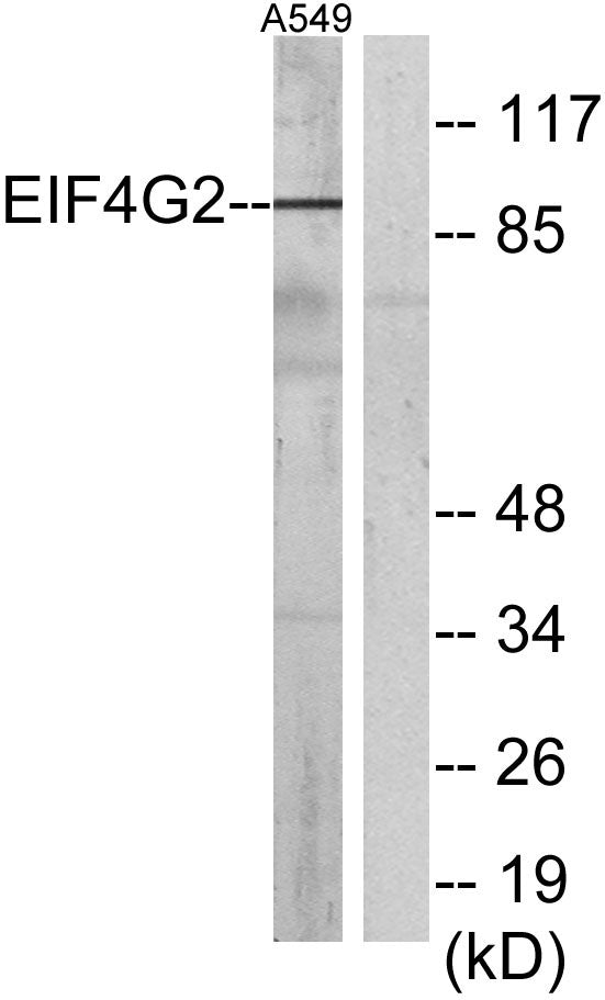 DAP-5 Rabbit Polyclonal Antibody