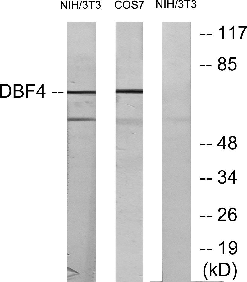 Dbf4 Rabbit Polyclonal Antibody