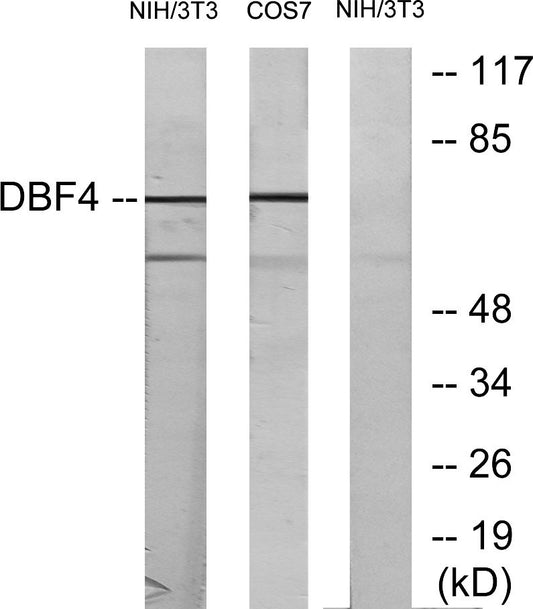 Dbf4 Rabbit Polyclonal Antibody