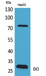 DCI Rabbit Polyclonal Antibody