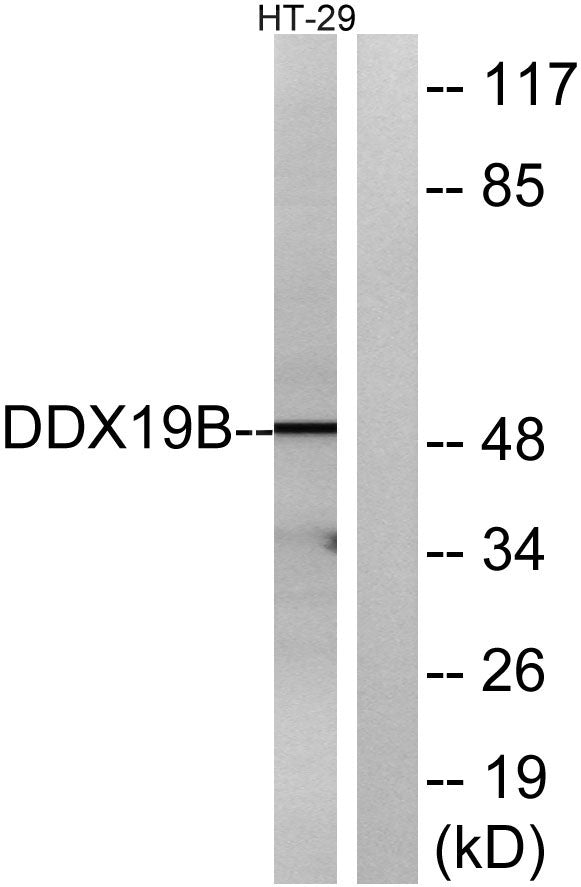 DDX19B Rabbit Polyclonal Antibody