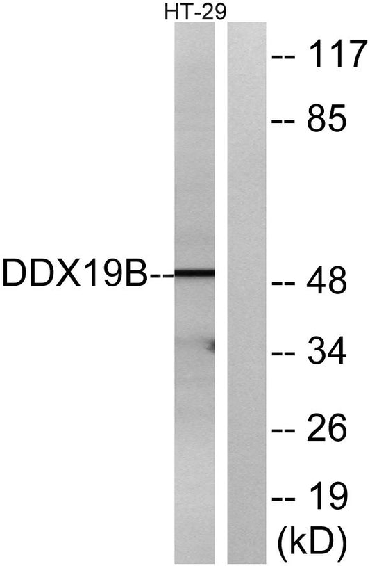 DDX19B Rabbit Polyclonal Antibody