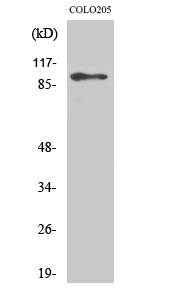 DDX54 Rabbit Polyclonal Antibody