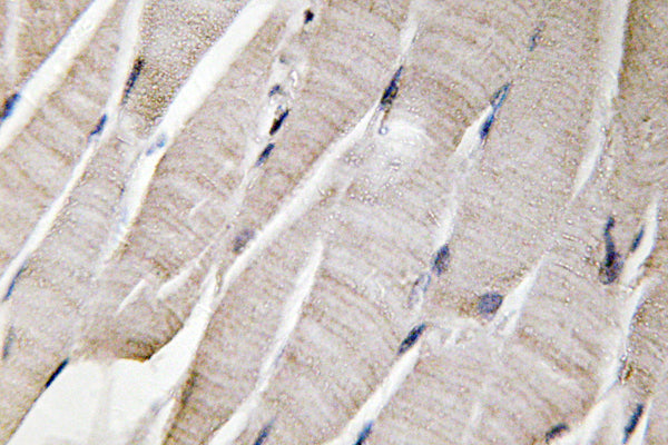 Defensin α3 Rabbit Polyclonal Antibody
