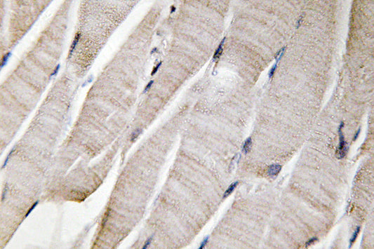 Defensin α3 Rabbit Polyclonal Antibody