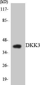 Dkk-3 Rabbit Polyclonal Antibody