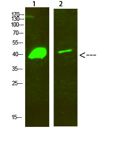 Dlx-2 Rabbit Polyclonal Antibody