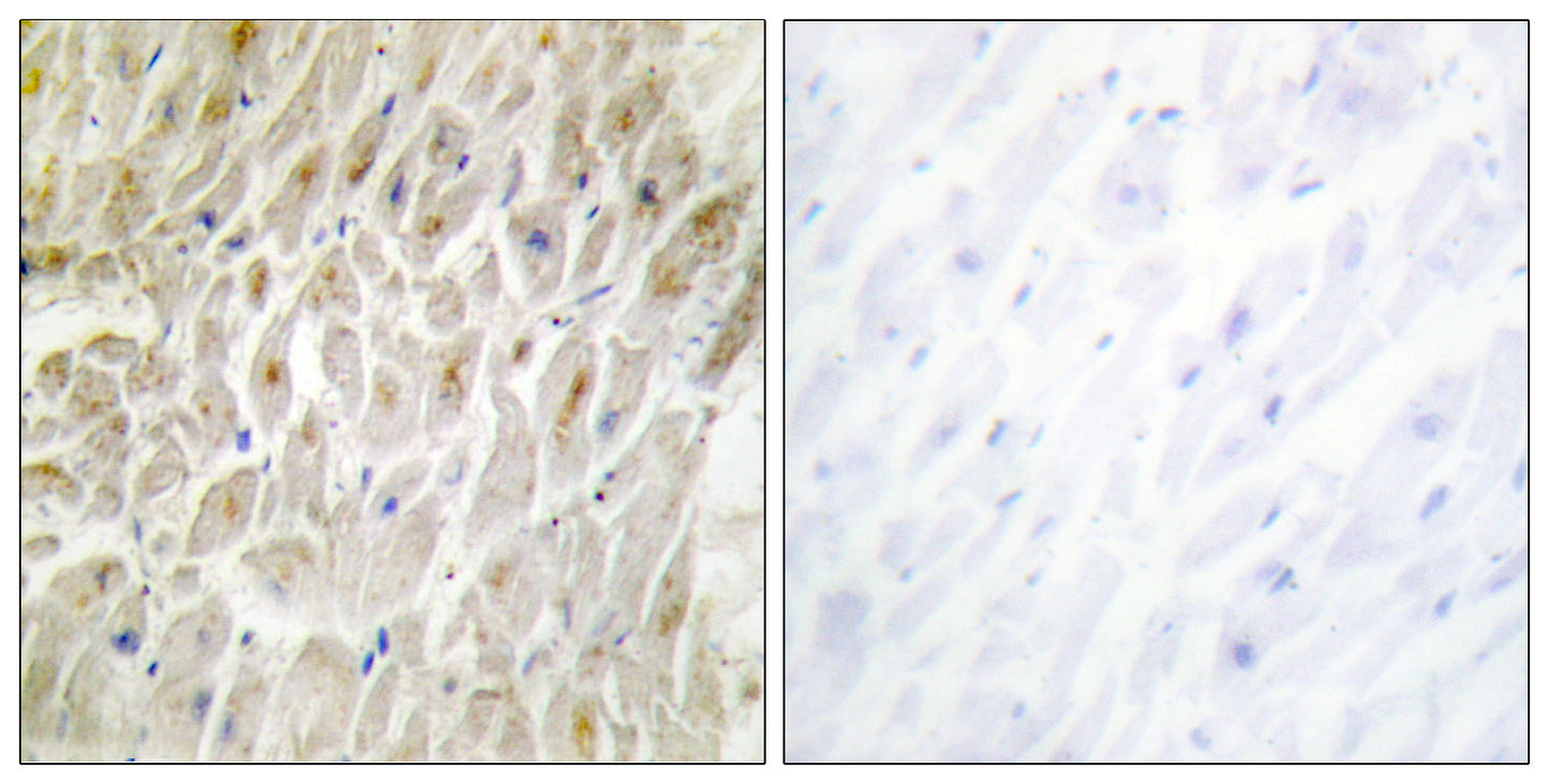 Dlx-3 Rabbit Polyclonal Antibody