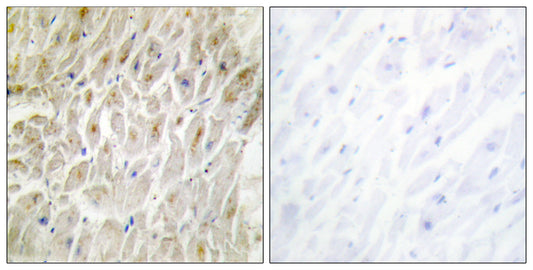Dlx-3 Rabbit Polyclonal Antibody