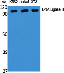 DNA Ligase III Rabbit Polyclonal Antibody