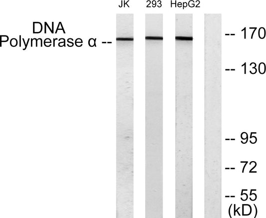 DNA pol α Rabbit Polyclonal Antibody