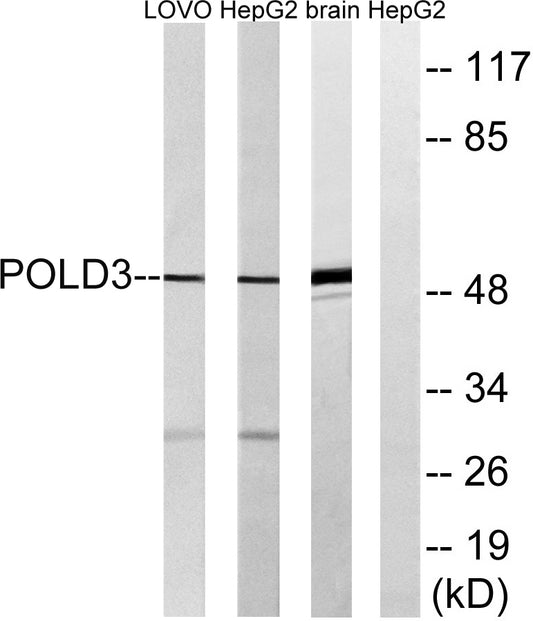 DNA pol δ3 Rabbit Polyclonal Antibody