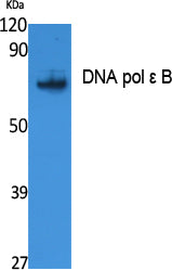 DNA pol ε B Rabbit Polyclonal Antibody