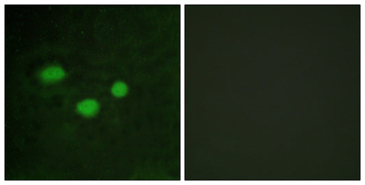 Dnmt3b Rabbit Polyclonal Antibody