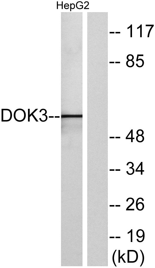 Dok-3 Rabbit Polyclonal Antibody