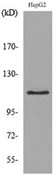 DPYD Rabbit Polyclonal Antibody