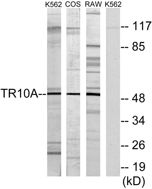 DR4 Rabbit Polyclonal Antibody